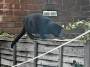7th Apr 2022 - Cat on the Fence