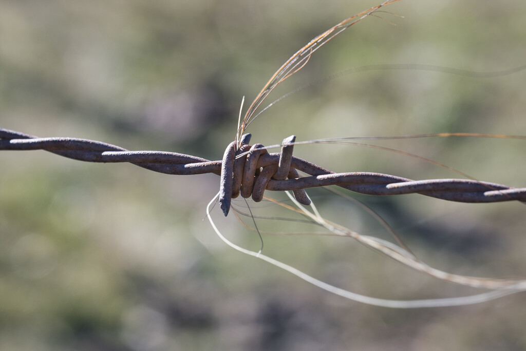Barbed wire by dkbarnett