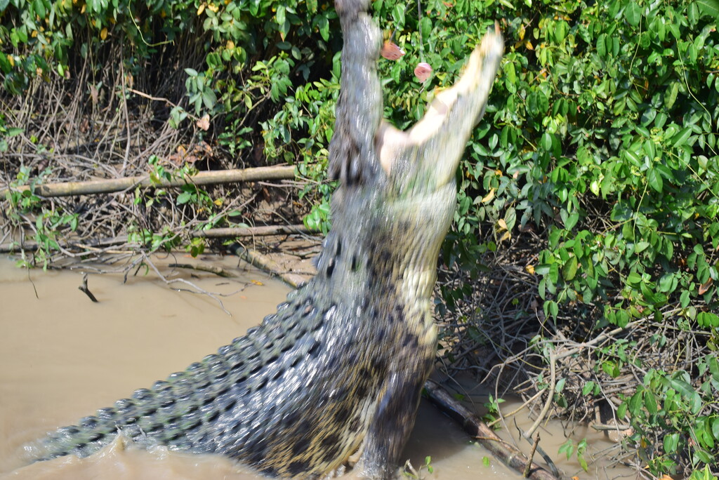 Croc by mirroroflife
