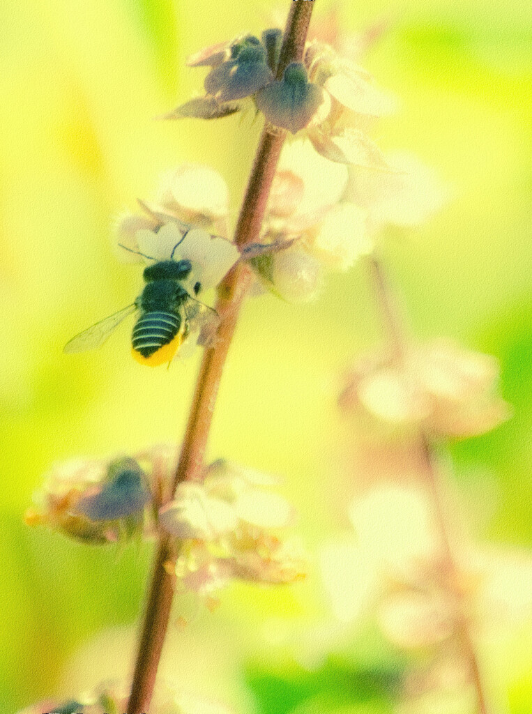 Gold-tipped Leafcutter Bee by annied