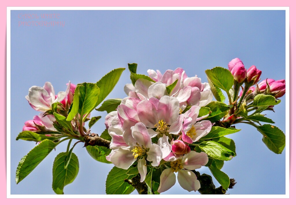 Apple Blossom Time by carolmw