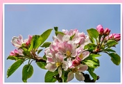 20th Apr 2022 - Apple Blossom Time