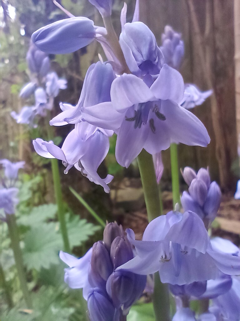 Bluebell season by 365projectorgjoworboys