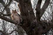 18th Apr 2022 - Great Horned Owl on Guard