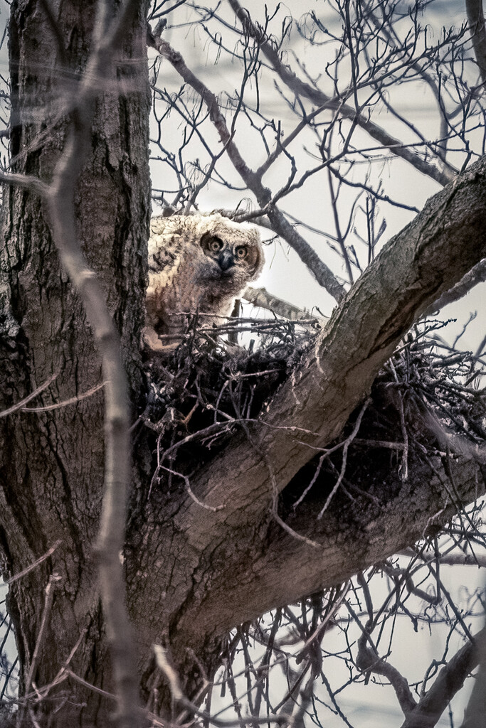Great Horned Owlet, Peeking by jyokota