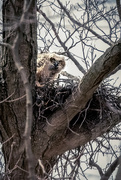 19th Apr 2022 - Great Horned Owlet, Peeking