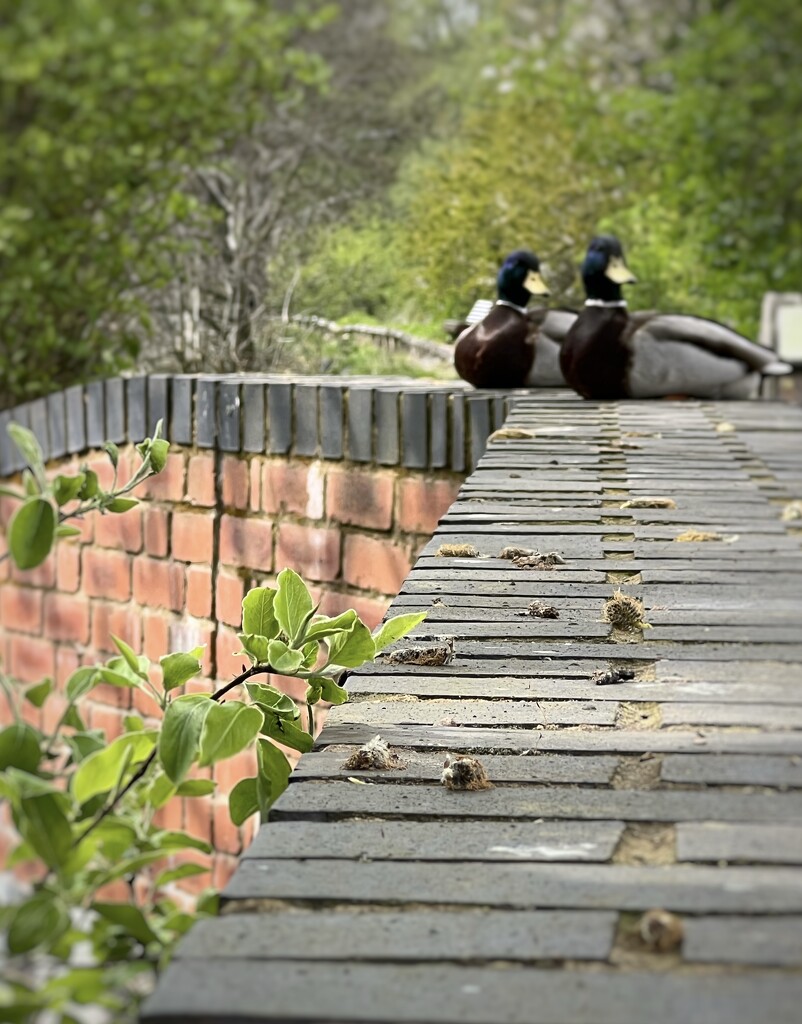 Just ducks on a wall by tinley23