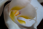 20th Apr 2022 - Orchid iii