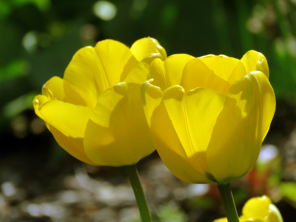 Never Ending Tulips by seattlite