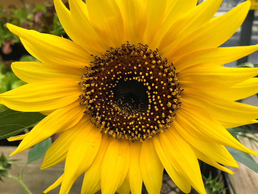 Sunflower by mittens