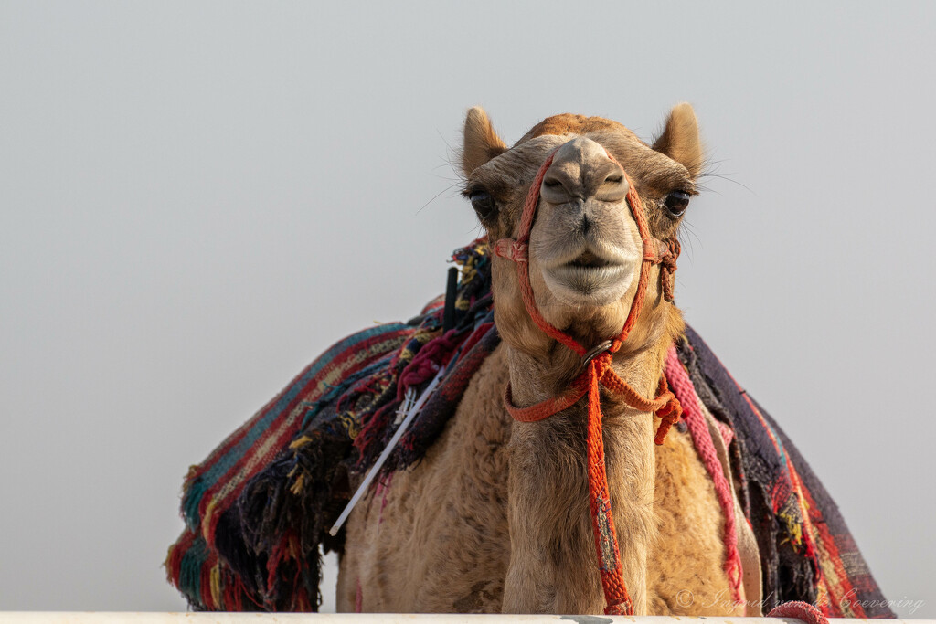 Camel portrait #1 by ingrid01