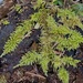 Moss masquerading as fern by theredcamera