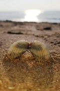 20th Apr 2022 - Romantic Shells on the Shore