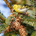 Siskin by lifeat60degrees