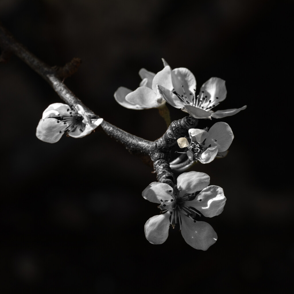 Pear blossom. by billdavidson