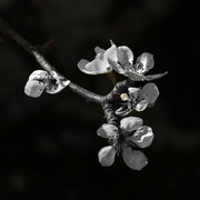 20th Apr 2022 - Pear blossom.
