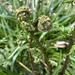 Ferns unfurling by tinley23