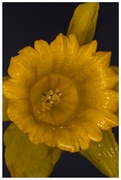 17th Apr 2022 - Daffodil