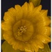 Daffodil by jnr
