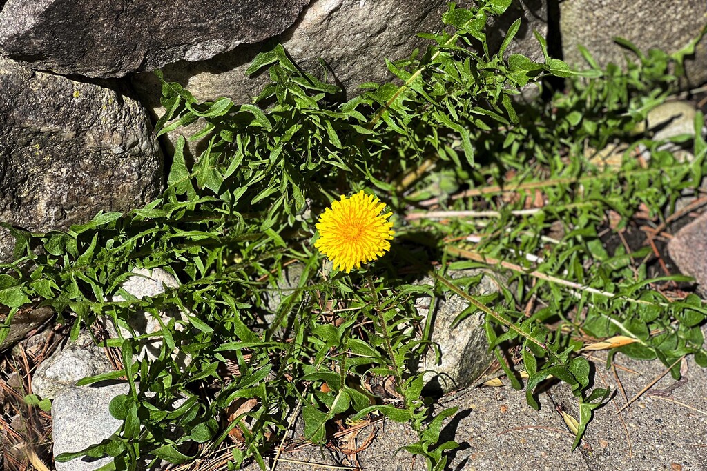 Be like the Dandelion, never give up by berelaxed