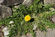 20th Apr 2022 - Be like the Dandelion, never give up