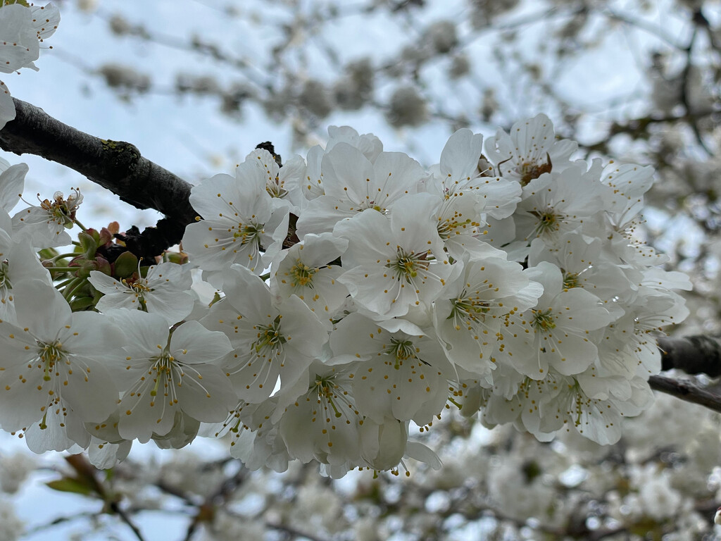 Blossom Time by 365projectmaxine