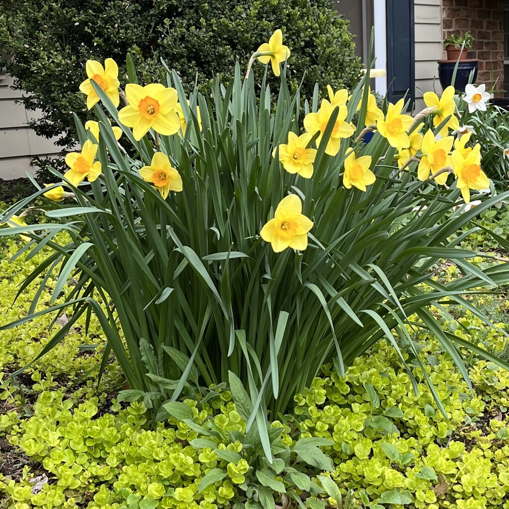 Daffs by beckyk365