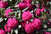 20th Apr 2022 - The rhododendron's are coming into flower...