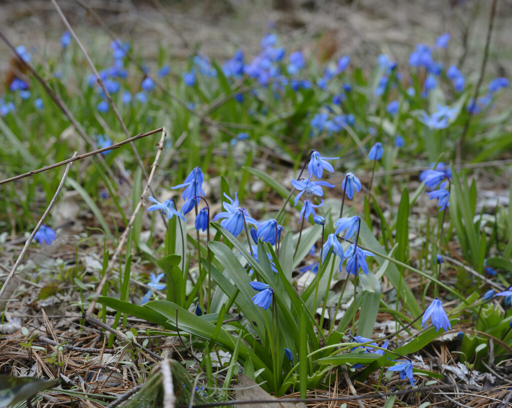 Siberian squill  by rminer