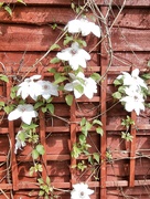 20th Apr 2022 - Clematis.....