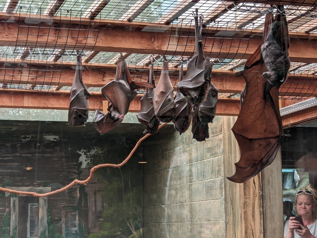 Flying Foxes by photogypsy
