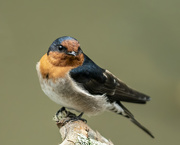 21st Apr 2022 - Welcome Swallow