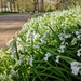 Ramsons  by boxplayer