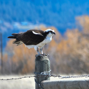 19th Apr 2022 - Osprey or Aka "Fish Hawk" 
