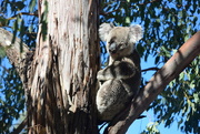 21st Apr 2022 - Koala
