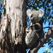 Koala by mirroroflife