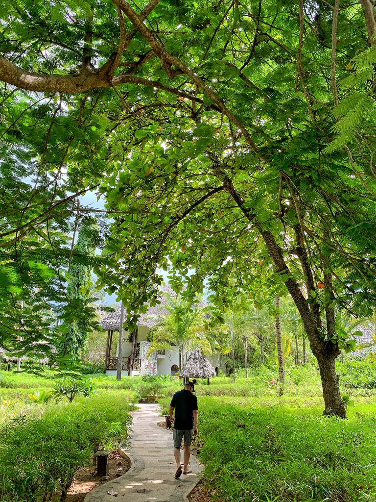 Tiny man (my husband) under a big tree.  by cocobella