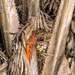 Bee nest.  by cocobella