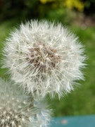 19th Apr 2022 - Time for the dandelion seeds