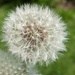 Time for the dandelion seeds