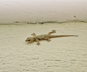 22nd Apr 2022 - Gecko