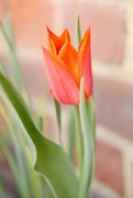 21st Apr 2022 - Red tulip