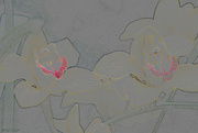 20th Apr 2022 - Yellow orchid color pencil