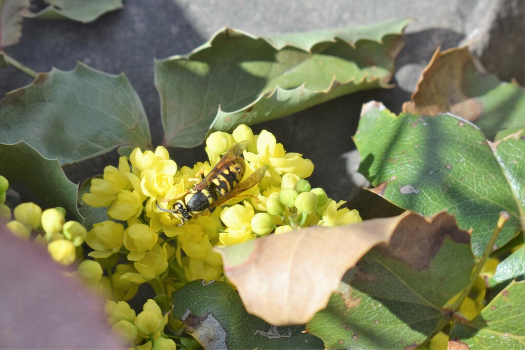Oregon Grape Holly with bee by sandlily