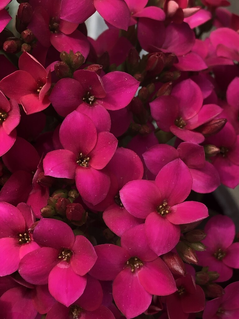 Little pink flowers by homeschoolmom