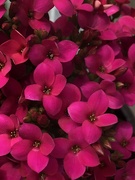 12th Apr 2022 - Little pink flowers