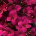 Little pink flowers by homeschoolmom