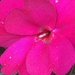 Pink petals by homeschoolmom