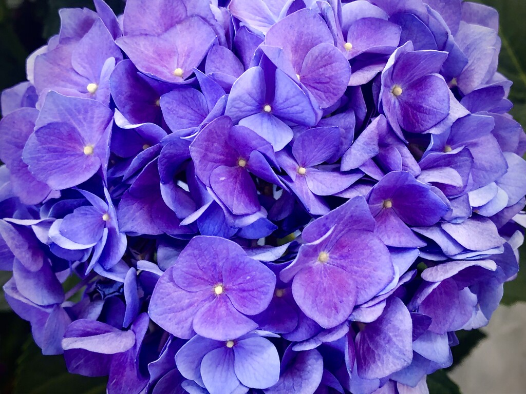 Purple hydrangia by homeschoolmom
