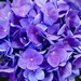 Purple hydrangia by homeschoolmom